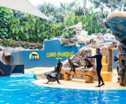 Почивка в Испания - остров Тенерифе, директни чартъри от София - ALUA 4*